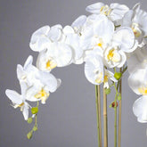 Hófehér Phalaenopsis virágok és zöld bimbók részletgazdag kidolgozással.